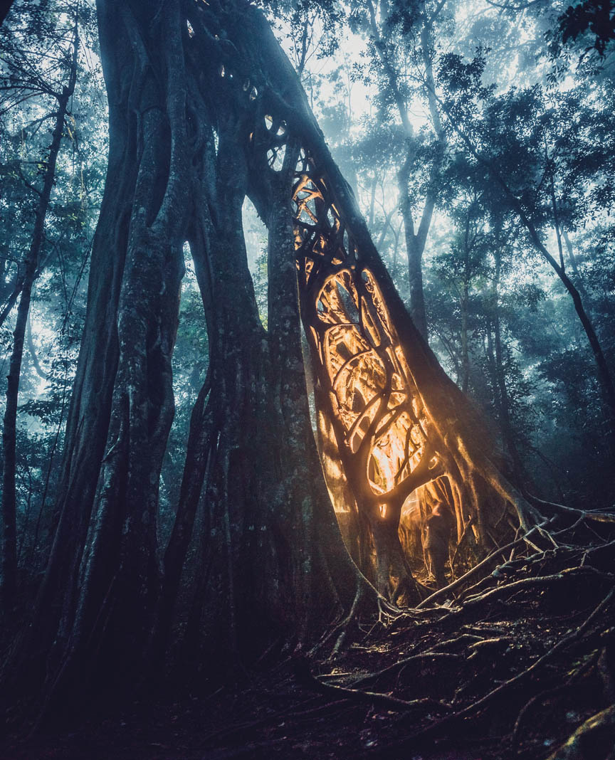 Ficus tree at night, Monteverde, Costa Rica